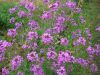 DSC00685.thumb.JPG.61c207ecac5be266ddfbc941f6a4fae0.JPG