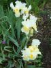 DSC00686.thumb.JPG.b5966ce7d42a81a7b6f76646b96cb74e.JPG