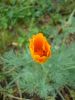 DSC00690.thumb.JPG.c8748c271de5cae41f31db01f85504fb.JPG