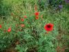 DSC00698.thumb.JPG.7477d8c300d9f04293a5bed16793d360.JPG