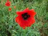 DSC00699.thumb.JPG.68ec58d747db1f6134c862e591f8b386.JPG