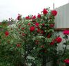 DSC00723.thumb.JPG.ae696f89147a03a7ba22c0d7bf13e72c.JPG