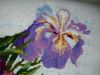 DSC00739.thumb.JPG.8362b2a0c3db7ff6199692d08b9d80bc.JPG