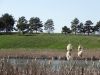DSC02347_.thumb.jpg.99319b145e19a8679ad6b75a78e1b237.jpg
