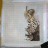 DSC08314.thumb.JPG.6c8f39c25b48f3ac563c325d17774827.JPG