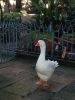 DSCN5764.thumb.JPG.fa7cfd020d198215d90b62912ead954f.JPG