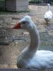DSCN5767.thumb.JPG.a0be9829ae838b62ae2632af0c0b61b5.JPG