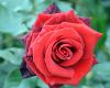 DSC_0115.thumb.JPG.8988c14d3429a2ffd40800068611df8c.JPG