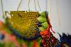DSC_5863.thumb.JPG.905380b3e6e564c20e1239848dd75594.JPG
