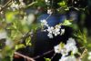 DSC_6712.thumb.JPG.69ed2c985cb6ae9680dd909458662fe9.JPG