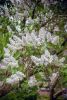 DSC_6763.thumb.jpg.6bacd3e4e25cbac02a7aaad4a560047b.jpg