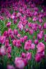 DSC_6768.thumb.jpg.f7bd52647e93e249303109733fa000f9.jpg