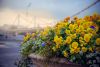 DSC_6813.thumb.jpg.a2a1688f4ebccd328f8ced90aaae6a12.jpg