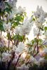 DSC_6901.thumb.jpg.f495f678fbc029de915b67ee9ddb1c9b.jpg