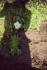 DSC_7064.thumb.jpg.3417bc3ee7261f69ba6494f41eb90901.jpg