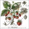 Le Fraise, По этюду V. Enginger