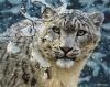 f7ed2cb09ccc37fecda37607fd53cd4a--snow-leopard-leopards.thumb.jpg.49f4fe689b0908d91d62632e76d179d9.jpg