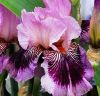 sirenevo-fioletovyj-iris.thumb.jpg.f8c657569f3585ad2fcb1ec6394dc714.jpg