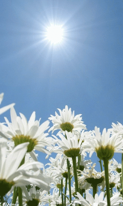 1474975113_animaciya-solnce.thumb.gif.80fbf615c2c3796a8187a343b75c9eba.gif