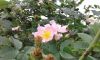 20180526_075149.thumb.jpg.57b3d9c18ce5a0a9ee5dfc0dd35094e8.jpg