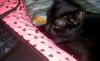20180603_213444.thumb.jpg.2b988a841c414a67391cb704d9b078cb.jpg