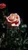 20180608_102420.thumb.jpg.88c1b40fc961b2e8e915e2982732b328.jpg
