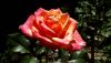 20180608_102439.thumb.jpg.6a33b188663ceb357cd0da31ab17208e.jpg
