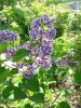 20180612_153414.thumb.jpg.f1ef5d907eb81a9993aa38abda96ed25.jpg