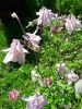 20180612_153642.thumb.jpg.faae24d9682fc70a1084886dea5bdaa6.jpg