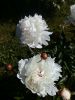 20180615_154503.thumb.jpg.fa3b01fba00d7102d333a8eb6a47651d.jpg
