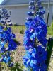 20180615_154538.thumb.jpg.70fb6b0ad957670cd98b77765a87493b.jpg