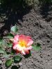 20180615_154602.thumb.jpg.e2a56b6fcc32a0961dbf3c1515572520.jpg