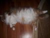 20180615_191259.thumb.jpg.c85c7431abbf09d571d58e7a6b8023ed.jpg