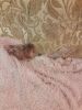 20180615_203921.thumb.jpg.e0d60c5cadf10198332de9e9cc33c2f8.jpg