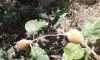 20180618_125207.thumb.jpg.85a00a4c89f990b5187f438f2b092849.jpg