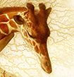 Аватар WhiteGiraffa