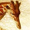 WhiteGiraffa
