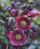 3b2cf2410084e87bca5a13ef7dc8c4ca--autumn-garden-dark-garden.thumb.jpg.e76fde92523f8e9f58de0f26d33086a3.jpg