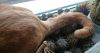 5b12806fe96fc_DSC_5980.thumb.jpg.ffcb72dab13f806e3a1686c817dab4bd.jpg