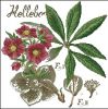 5b1634b70aa21_DFEA-Flowershadow-Hellebore.thumb.jpg.3cadbf1d36a15ccad6e4d836daf4fe91.jpg