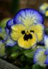 5b1b4b80c9e1a_00(1).thumb.jpg.5cb8841ec188bc4f3276d8c87de6fd6b.jpg