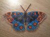 Butterfly1-4.thumb.jpg.13a9cb122117bf7d86d01db96c910c68.jpg