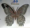 Butterfly2-1.jpg.e927ae48a04bb112333d4e66ada5d8e0.thumb.jpg.c316ed7789722acded0e3f3bf9774c2b.jpg