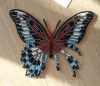 Butterfly2-5.thumb.jpg.ab4a0369ecfcd627c51f53799c89a8e6.jpg