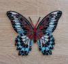 Butterfly2-6.thumb.jpg.482889612cb0611969d8a719b4aae6ae.jpg