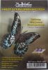 Butterfly2.thumb.jpg.b3fbeb1e864d5884872532ece0ccd222.jpg