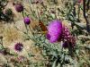 DSC00888.thumb.JPG.e3fa55414e270b142d468310c9c695e4.JPG