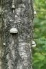DSC03035.thumb.JPG.f1f67d7b806b79f041d2e870d5e56ebc.JPG
