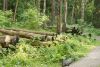 DSC03037.thumb.JPG.afd2f5c16d71c8999801b5234b434c48.JPG
