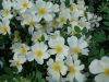 DSC04464.thumb.JPG.b38fa9a5770e5e00e47d22128ff0d5a8.JPG